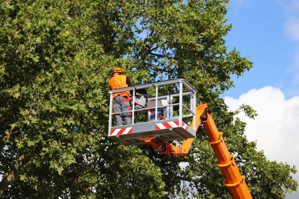 Best Tree Preservation Services  in Edgewood, OH