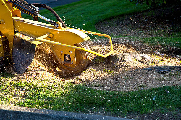 Best Root Management and Removal  in Edgewood, OH