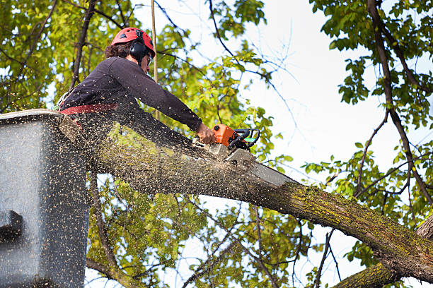 Best Hedge Trimming  in Edgewood, OH