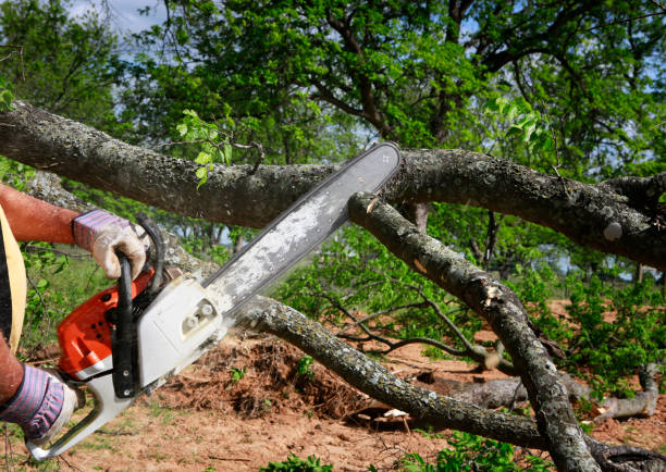 Best Tree Removal  in Edgewood, OH